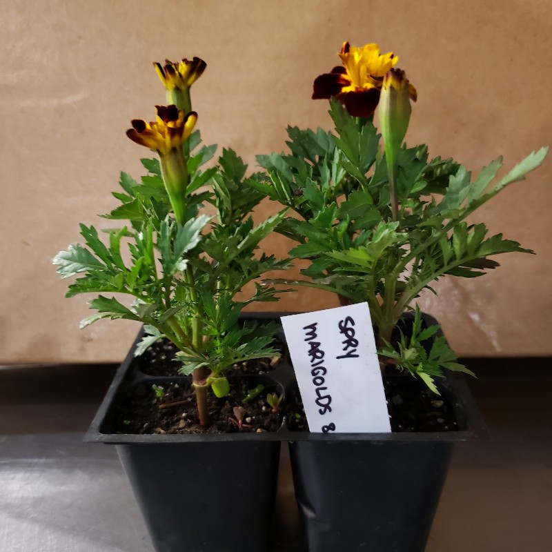 Seedlings, Marigold - Spry, short Bicolour, 4 pack - Knechtels