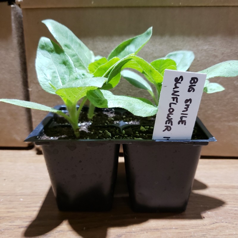 Seedlings, Sunflower - Big Smile Dwarf, 4 pack - Knechtels