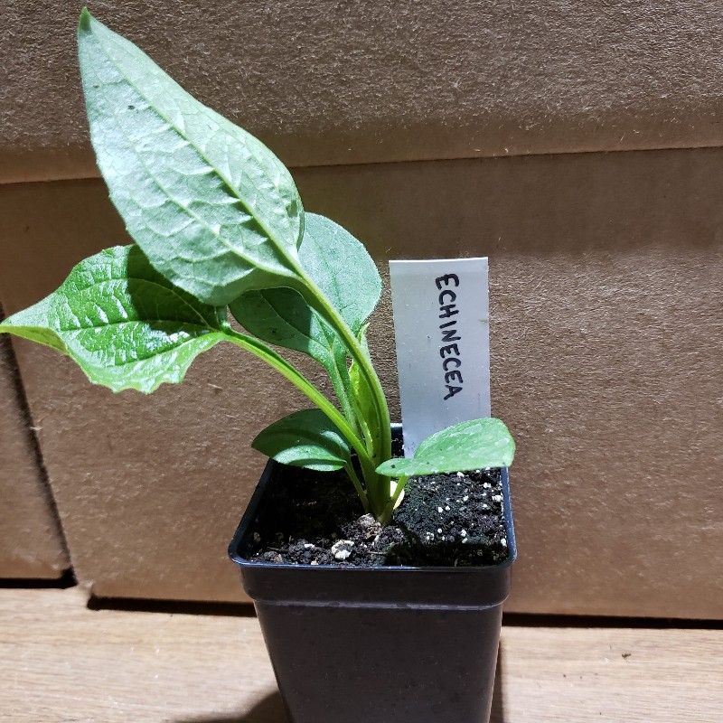 Seedling, Echinacea, 3 inch pot - Knechtels
