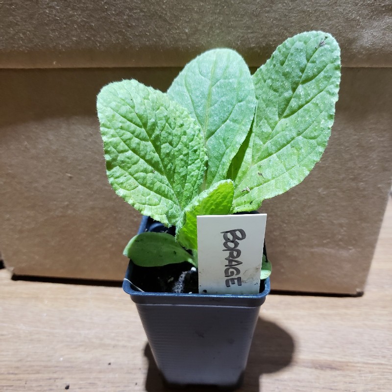 Seedling, Borage, 3 inch pot - Knechtels