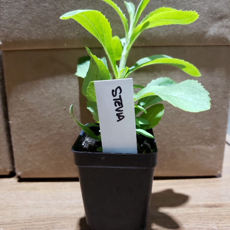 Seedling, Stevia, 3 inch pot - Knechtels