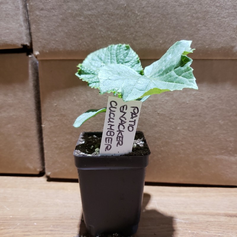 Seedling, Cucumbers Patio Snacker, 3 inch pot Knechtels