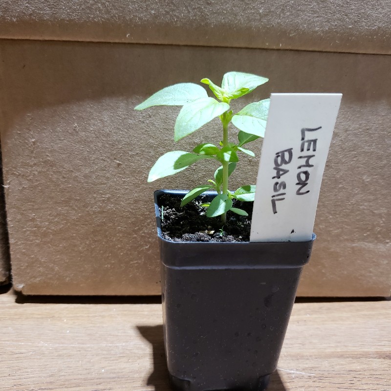 Seedling, Basil - Lemon, 3 inch pot - Knechtels