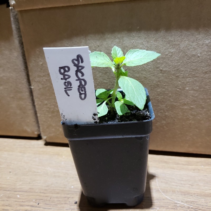Seedling, Basil - Sacred, 3 inch pot - Knechtels