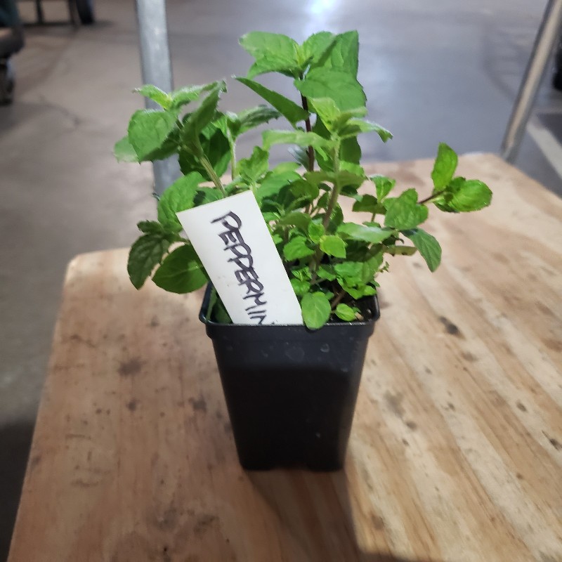 Seedling, Mint - Peppermint, 3 inch pot - Knechtels
