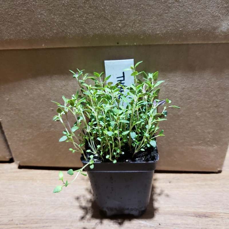 Seedling, Thyme - German Winter, 3 inch pot - Knechtels
