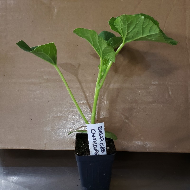 Seedling, Melon - Sugar Cube, 3 inch pot - Knechtels