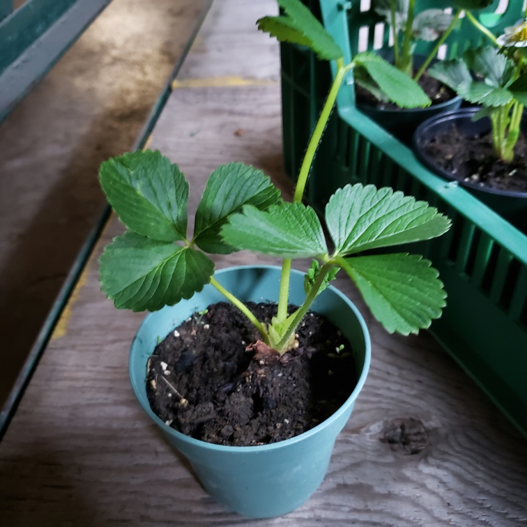 Seedling, Strawberries - Everbearing, 4 inch pot - Knechtels