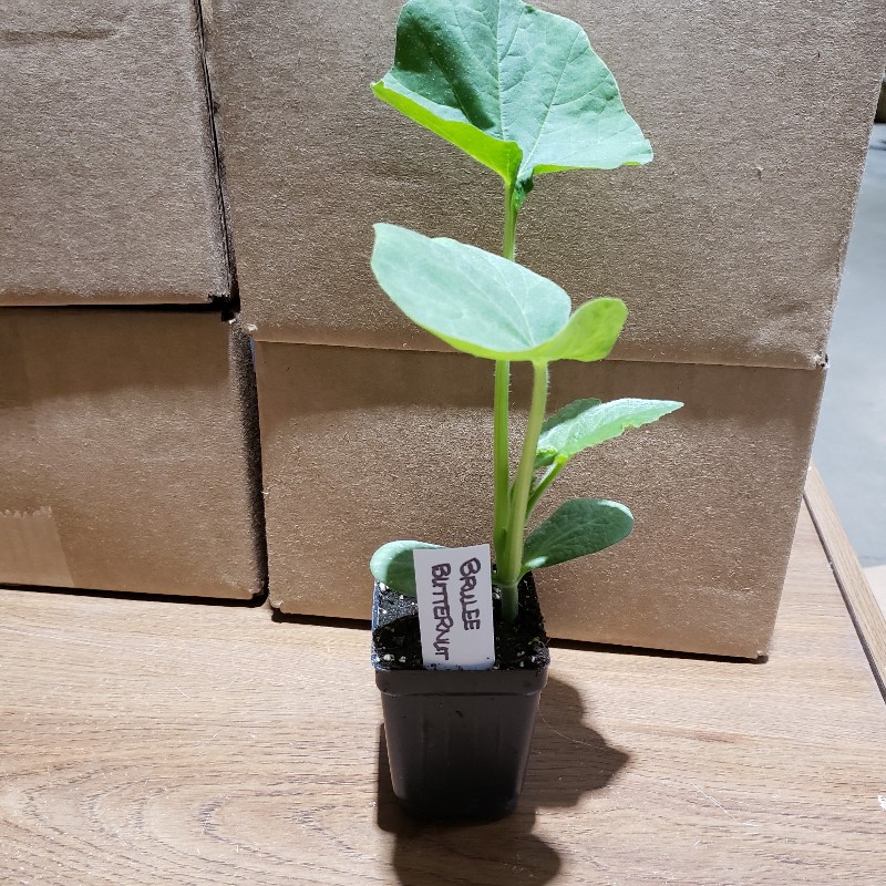 Seedling, Winter Squash - Brullee Butternut, 3 inch pot - Knechtels