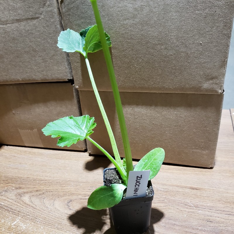 Seedling, Zucchini - Green, 3 inch pot - Knechtels