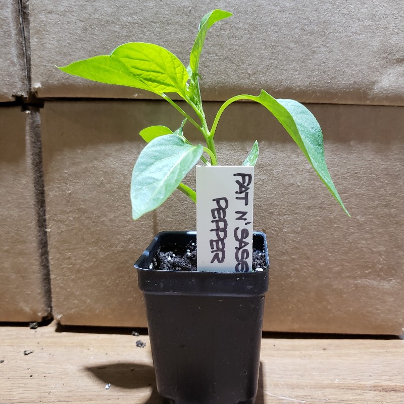 Seedling, Sweet Pepper - Fat N' Sassy, 3 inch pot - Knechtels