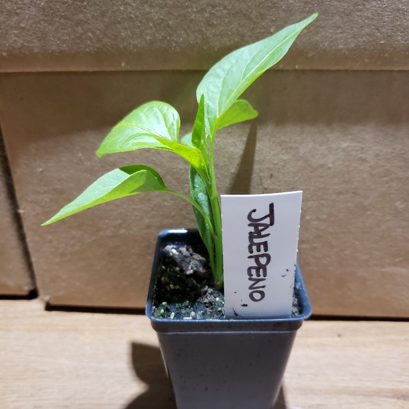 Seedling, Hot Pepper - Jalapeno, 3 inch pot - Knechtels