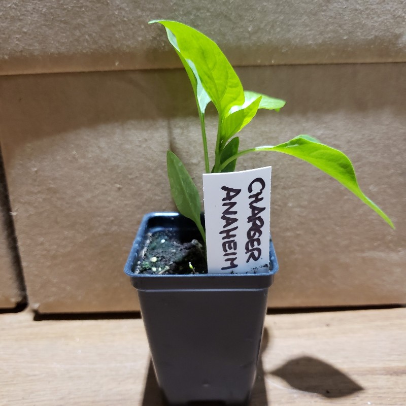 Seedling, Hot Pepper - Annaheim, 3 inch pot - Knechtels