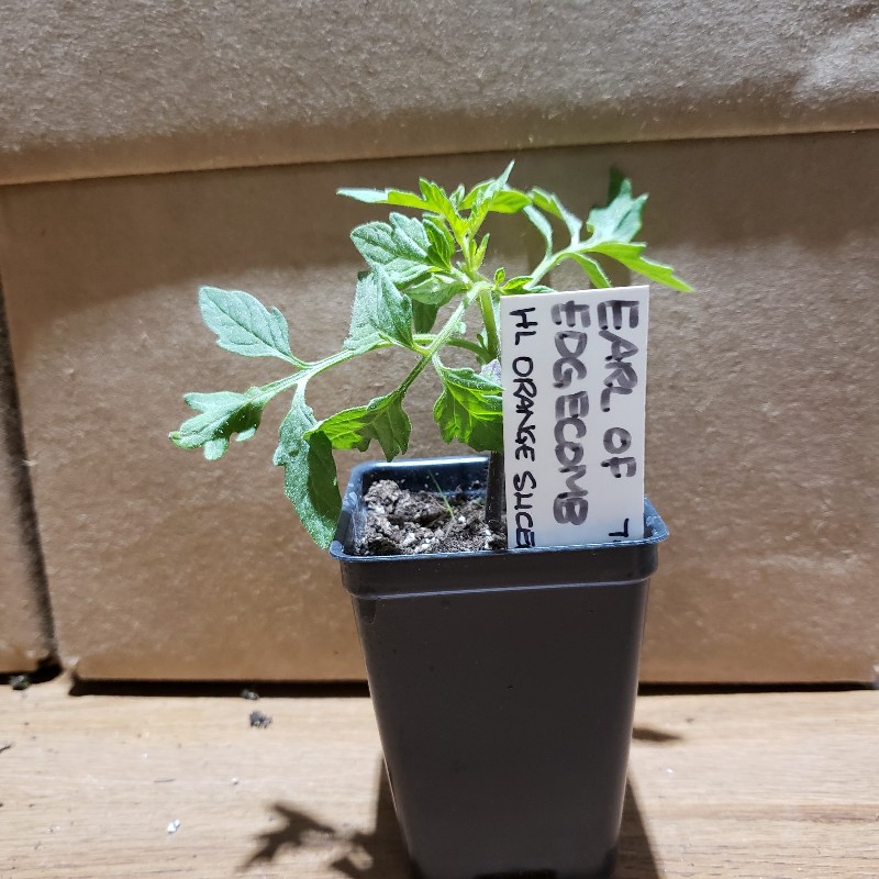Seedling, Tomato - Earl of Edgecombe (Yellow/Orange Slicer), 3 inch pot - Knechtels