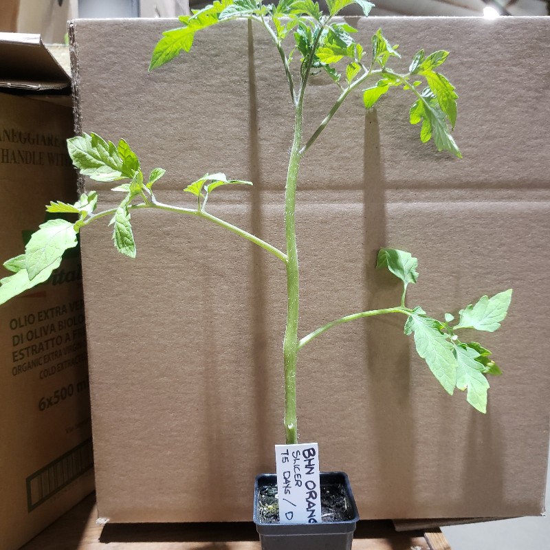 Seedling, Tomato - BHN (Orange Hybrid Slicer), 3 inch pot - Knechtels
