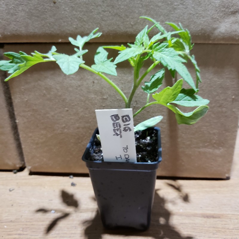 Seedling, Tomato - Big Beef (Red Hybrid Slicer), 3 inch pot - Knechtels