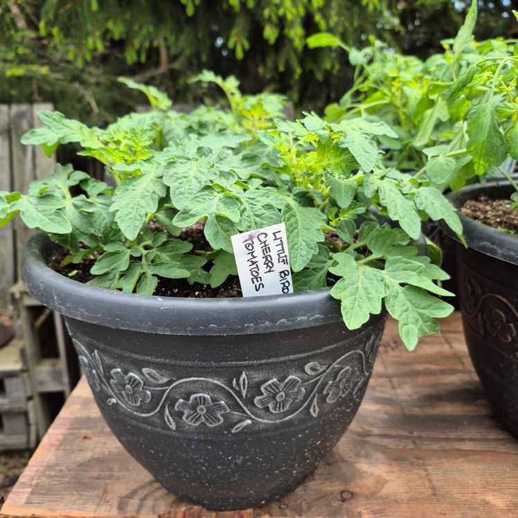 Patio Pot, Tomatoes - Little Birdie Series - Knechtels