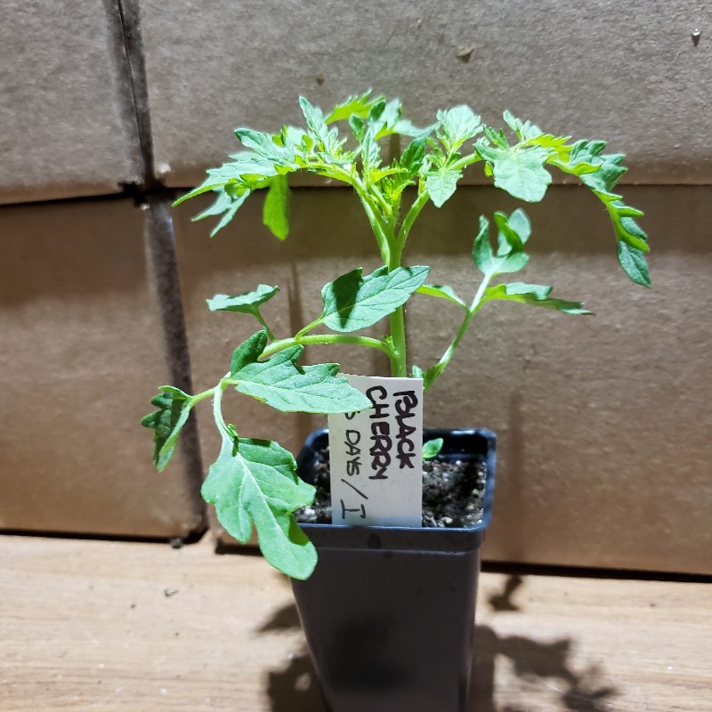 Seedling, Tomato - Black Cherry, 3 inch pot - Knechtels