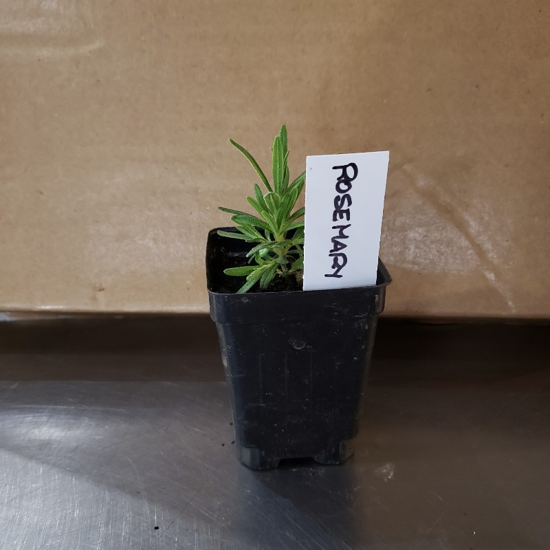 Seedling, Rosemary 3 Inch pot - Knechtels