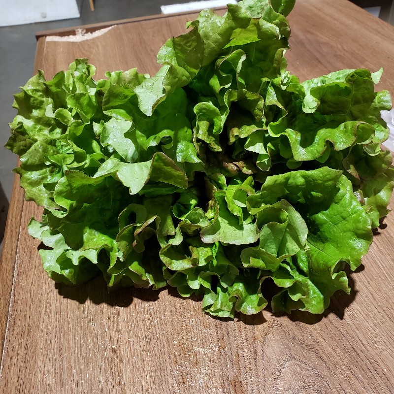 Lettuce Heads, Red Leaf - Knechtel