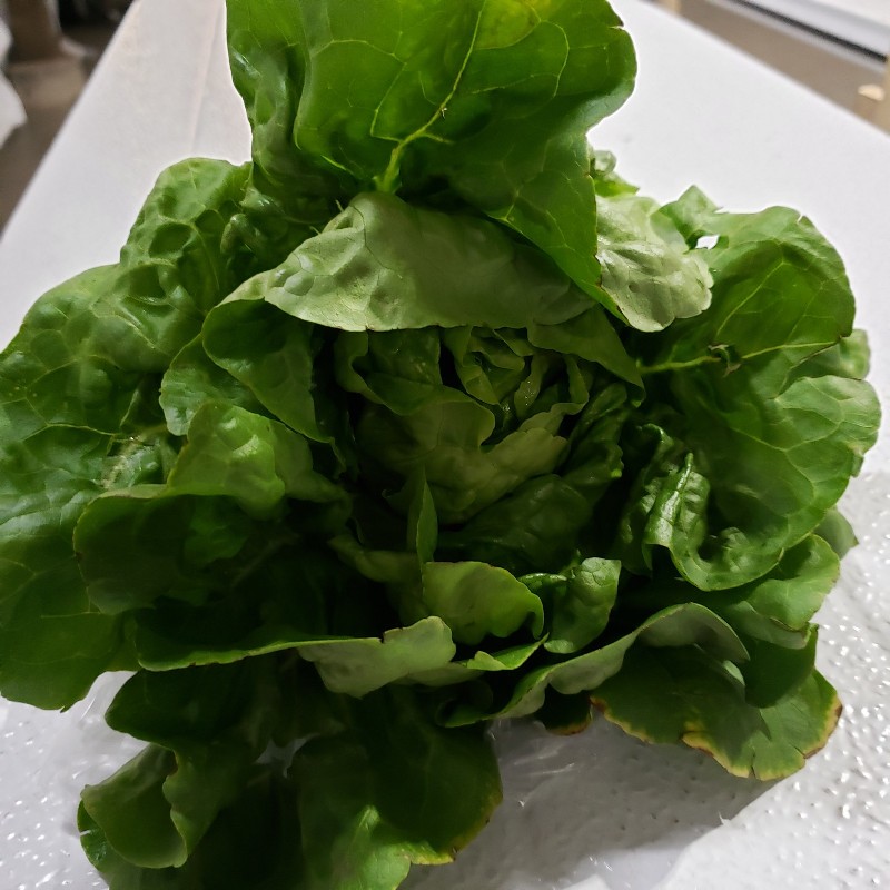 Lettuce, Green Butterhead - Bauman