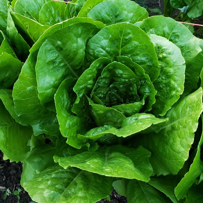 Lettuce, Romaine - Brookfront