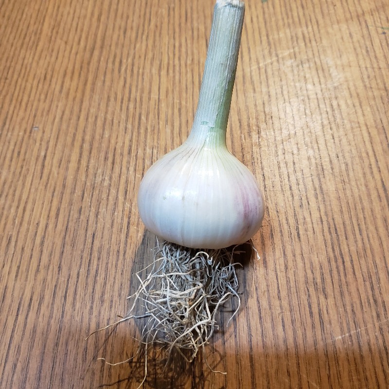Garlic, bulb - Bauman