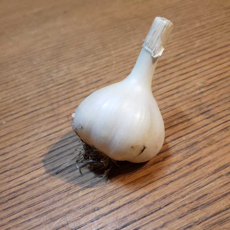 Garlic, Music bulb - Summer's Harvest