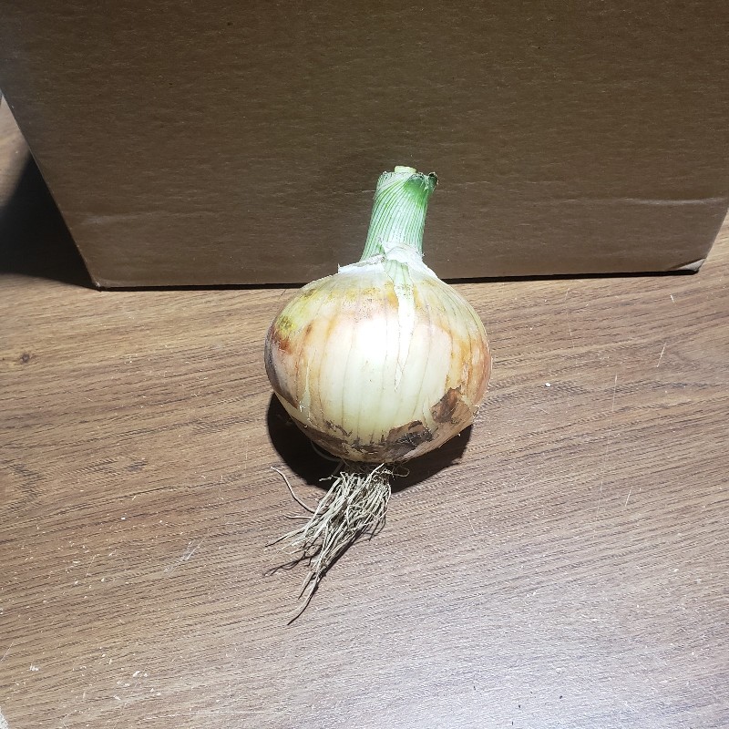 Onion, Spanish - Bowman