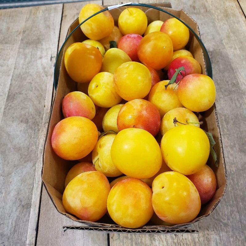 Plums, Early Golden 3L - Palatine