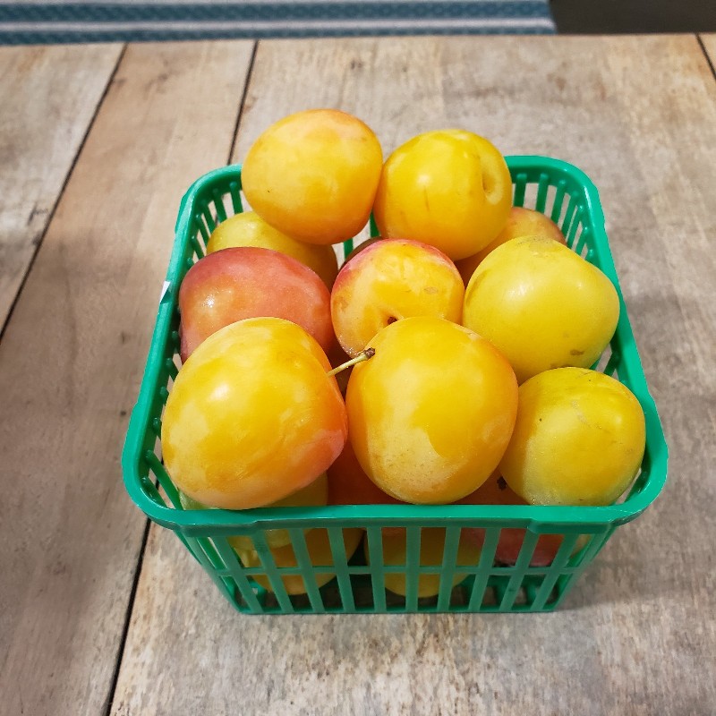 Plums, Early Golden 1L - Palatine