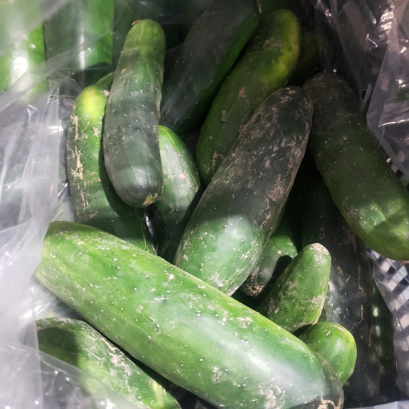 Relish Cucumbers 5lb - Summer's Harvest