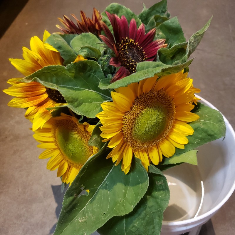 Flower Bouquet, Sunflowers - Knechtels