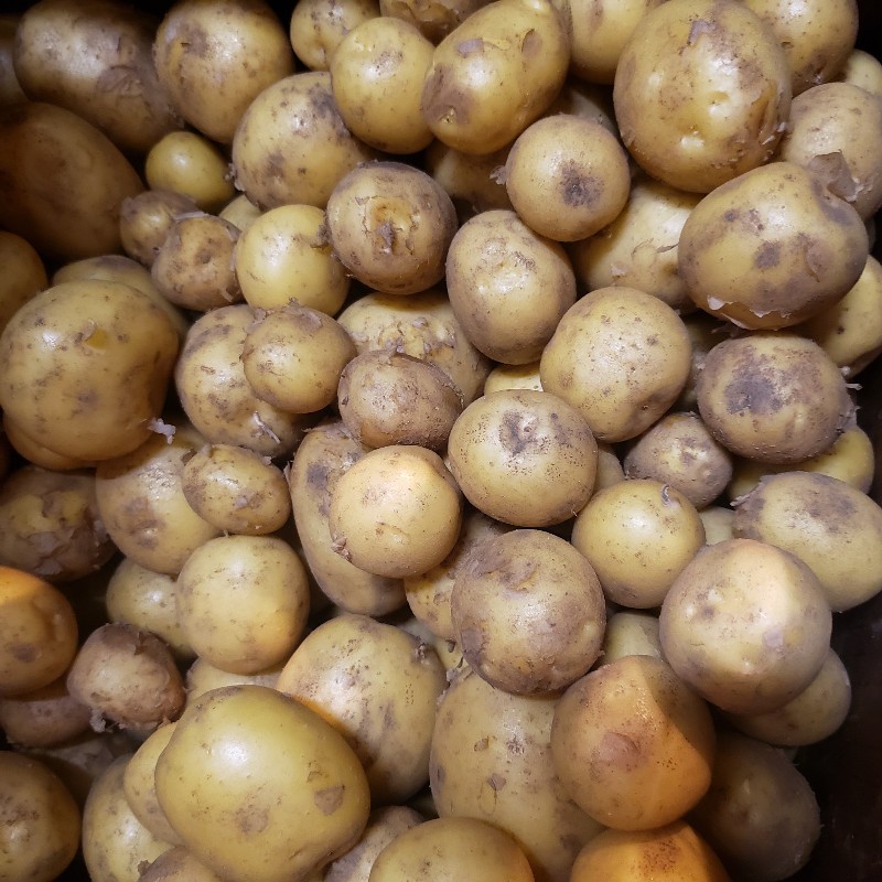 New Potatoes, Yellow 1lb - Hope