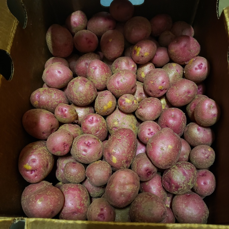 New Potatoes, Red 1lb - Hope