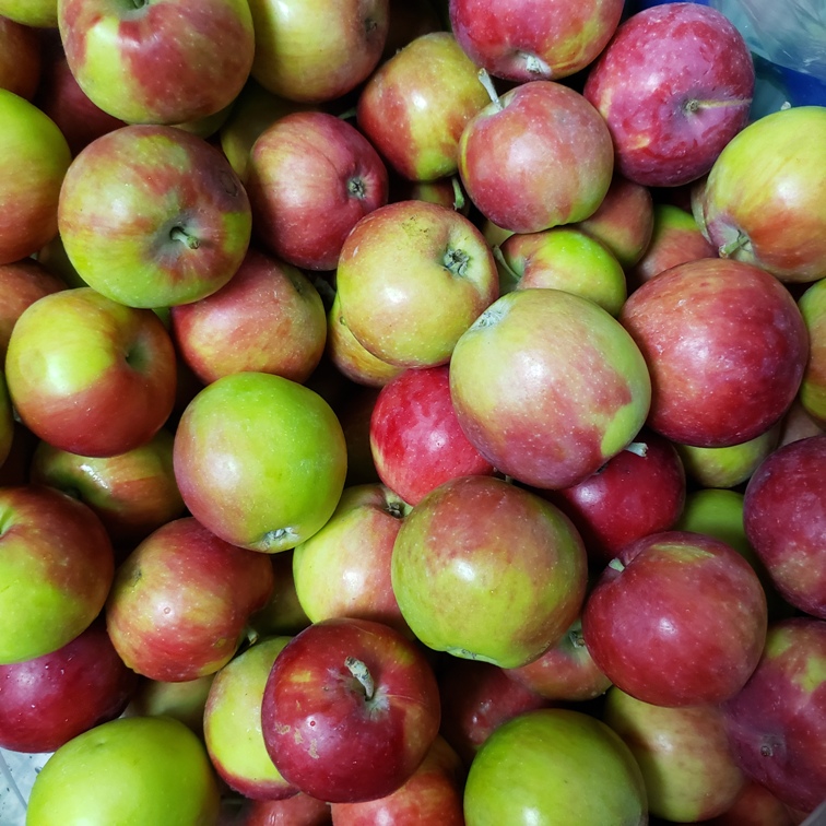 Apples, Jersey Mac 1/2 Bushel - Apple Creek
