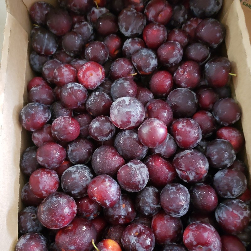 Plums, Black Amber 12lb - Palatine