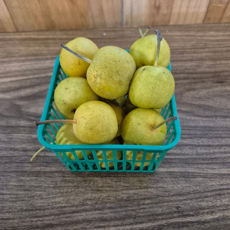 Pears, Asian 1L small - Cedar Springs
