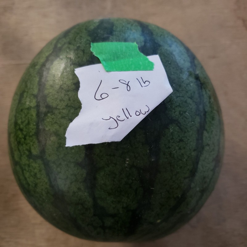 Watermelon, Yellow Flesh 6-7lbs - Knechtel