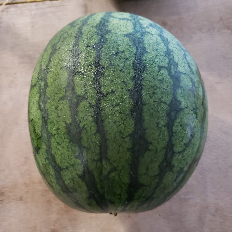Watermelon, Yellow Flesh 8-10lbs - Knechtel