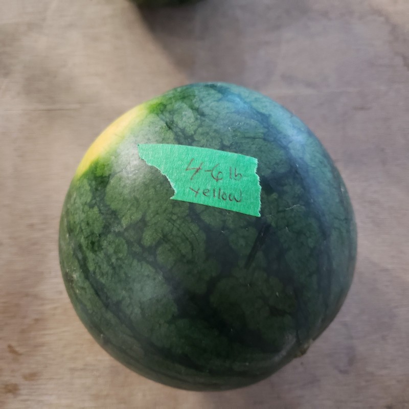 Watermelon, Yellow Flesh 4-5lbs - Knechtel