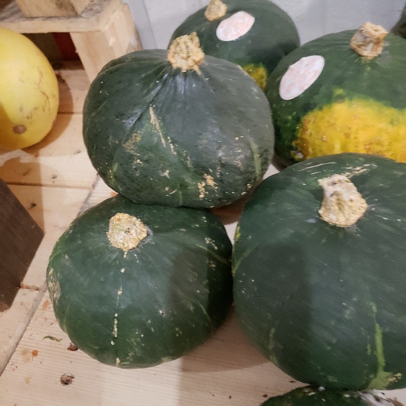 Squash, Green Kabocha medium - Hope