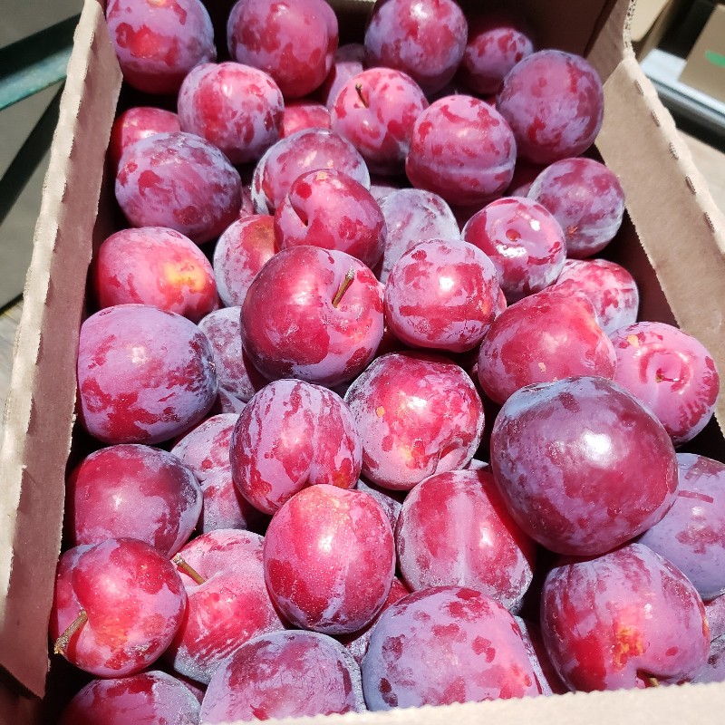 Plums, Red Fortune 12lb - Palatine
