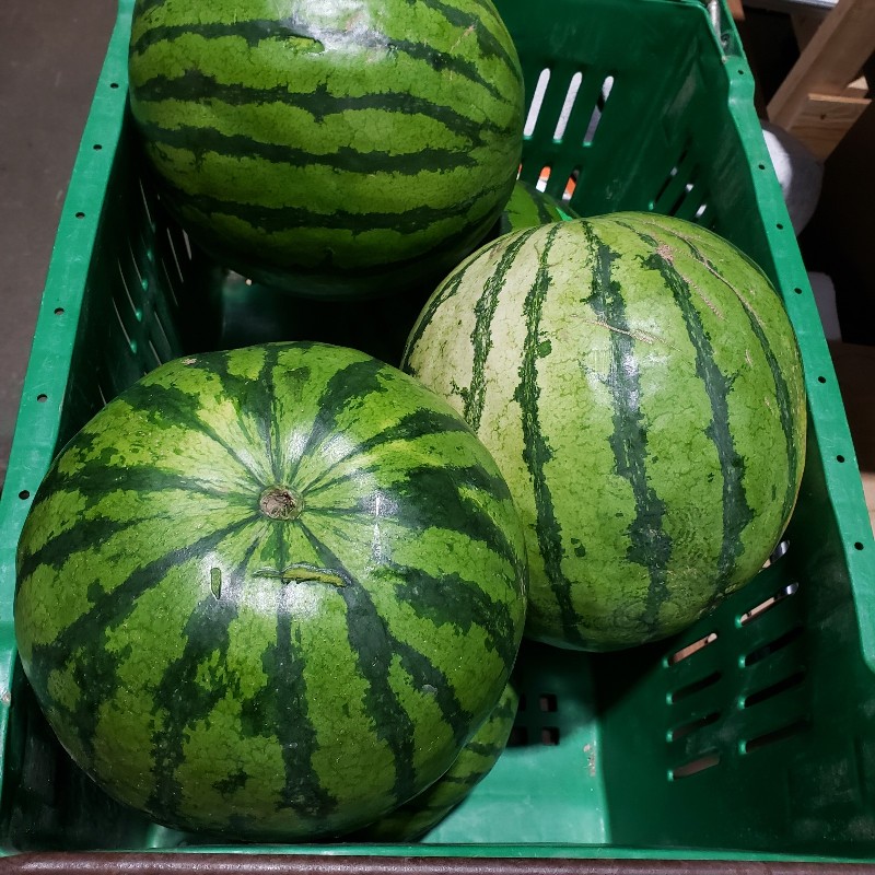Watermelon, Seedless Yellow Flesh 8-10lbs - Knechtel