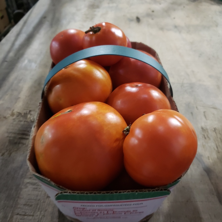 Tomatoes, Slicers 3L - Knechtel
