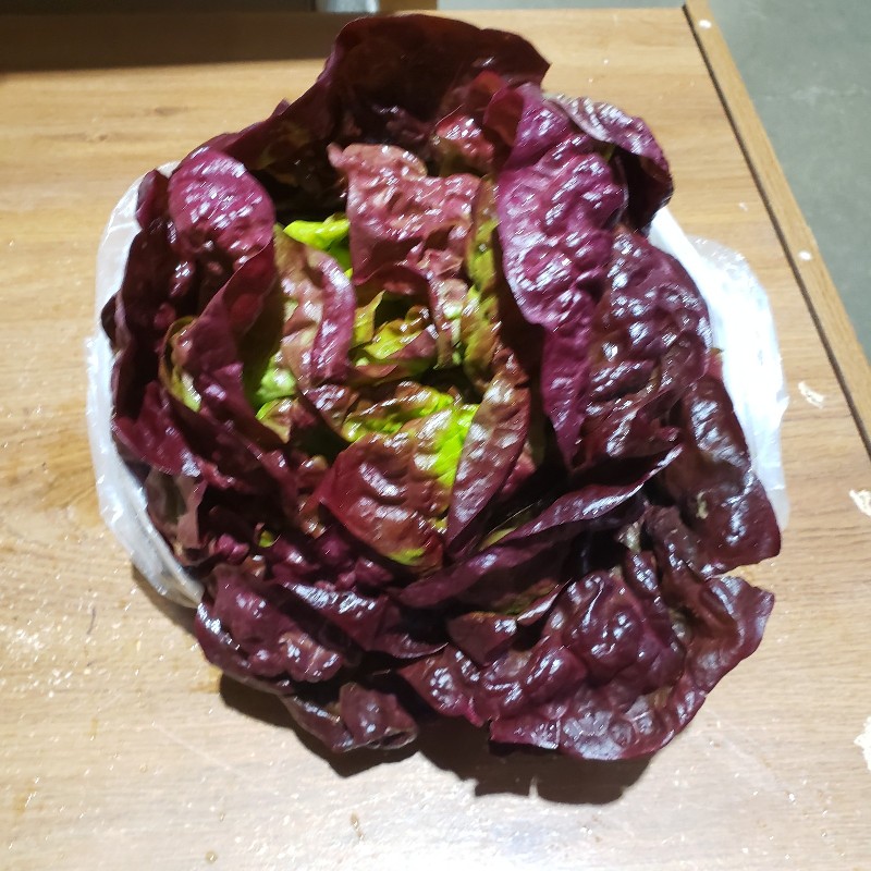 Lettuce, Red Butterhead - Knechtel