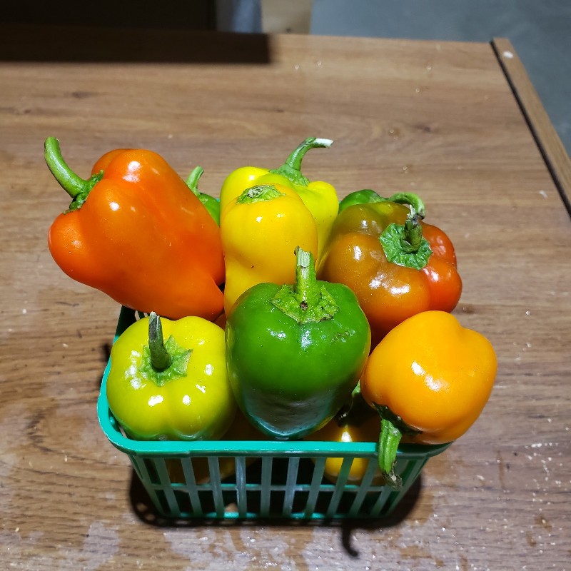 Peppers, Mini Snacking 1lb - Knechtel