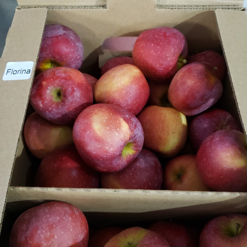 Apples, Florina 10lb - Palatine