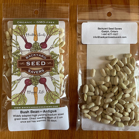 Seeds - Bush Bean, Antigua
