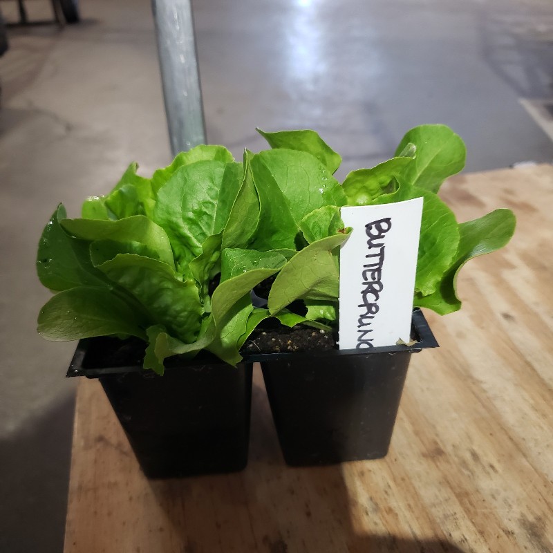 Seedlings, Lettuce - Buttercrunch 4 pack - Knechtels
